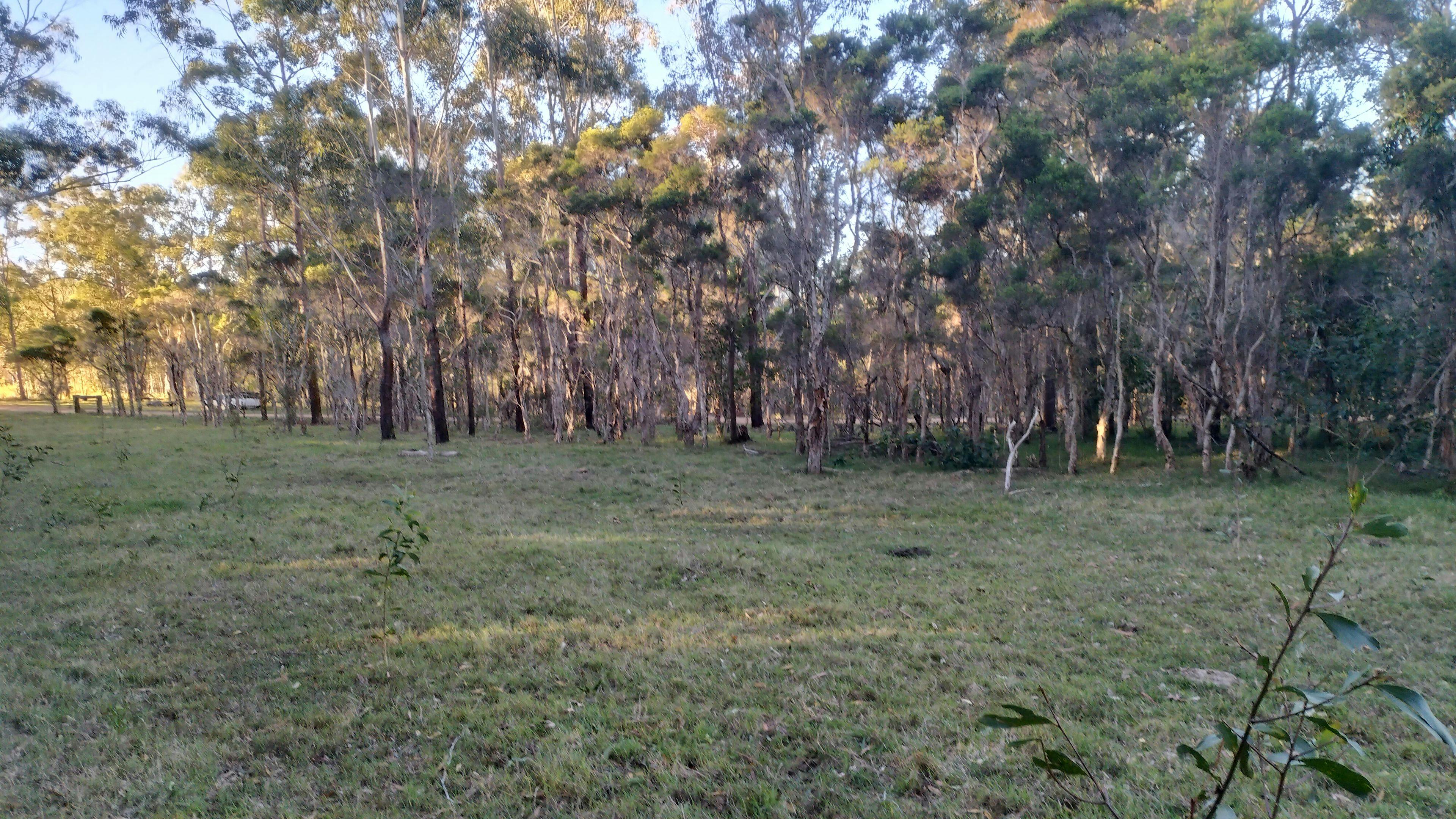 ブルーベリー農園