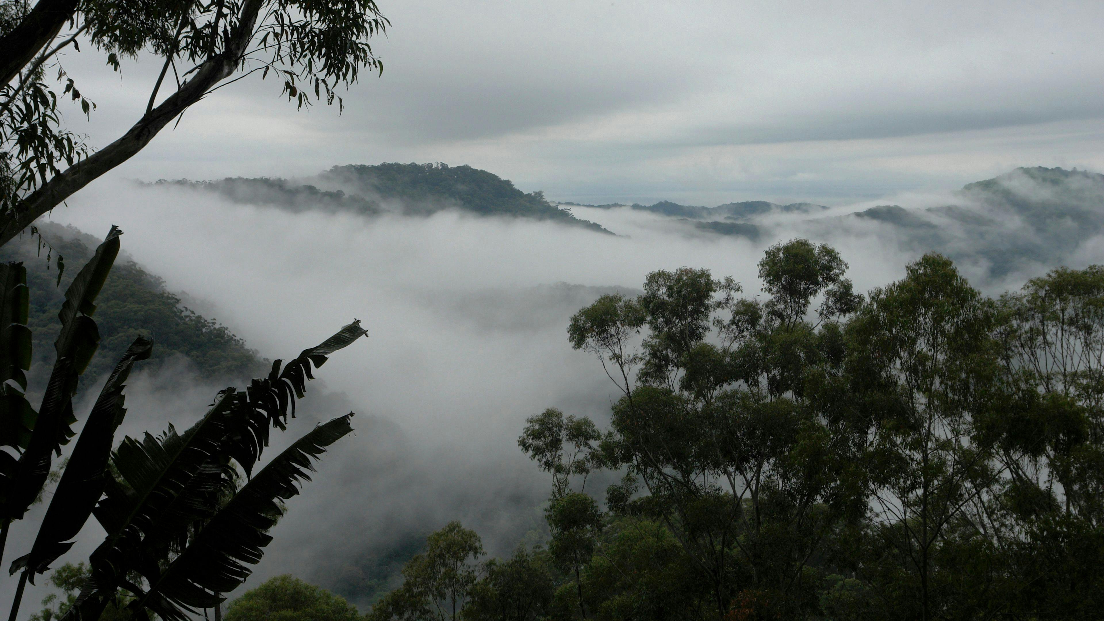 트리하우스의 굴