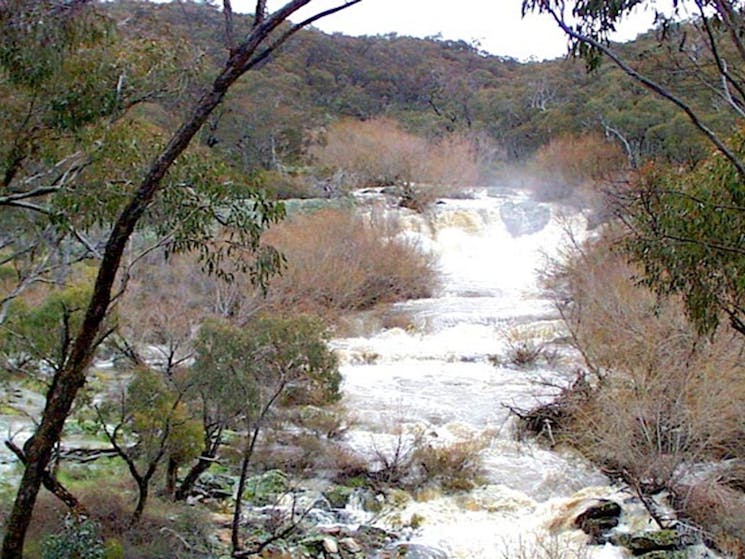 Looking between trees at the full creek and white water over rocks