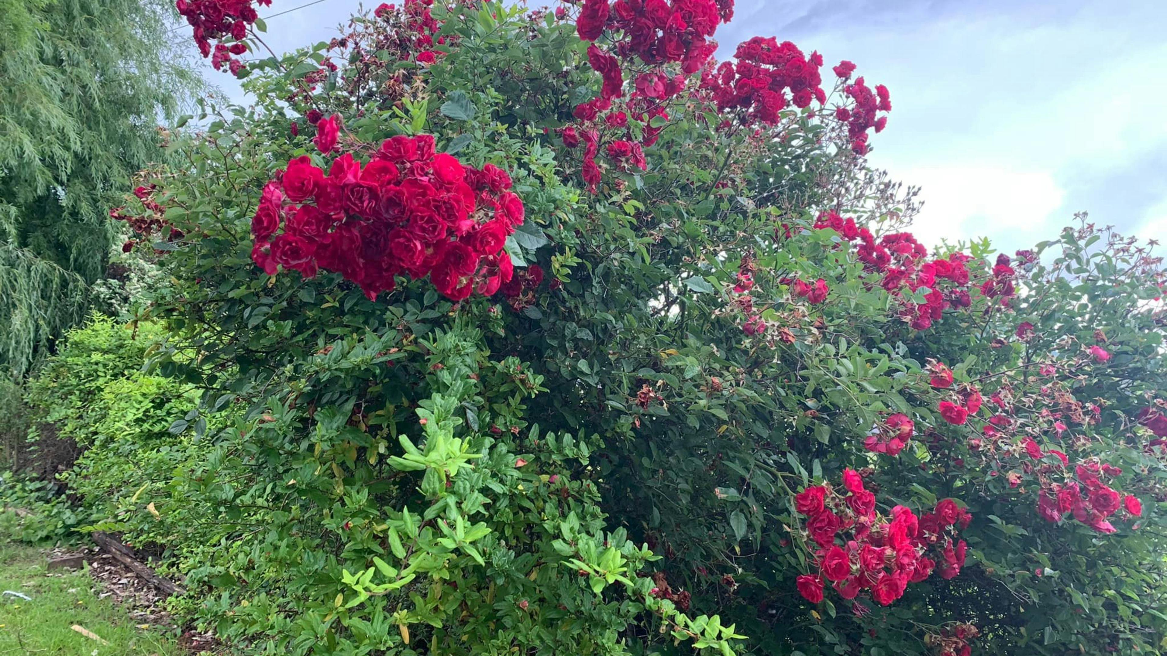 포레스트 스튜디오 유닛.