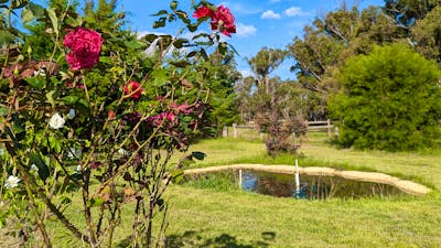 The Hobby Sheep Farm