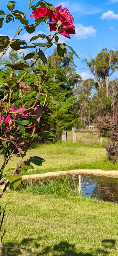 The Hobby Sheep Farm
