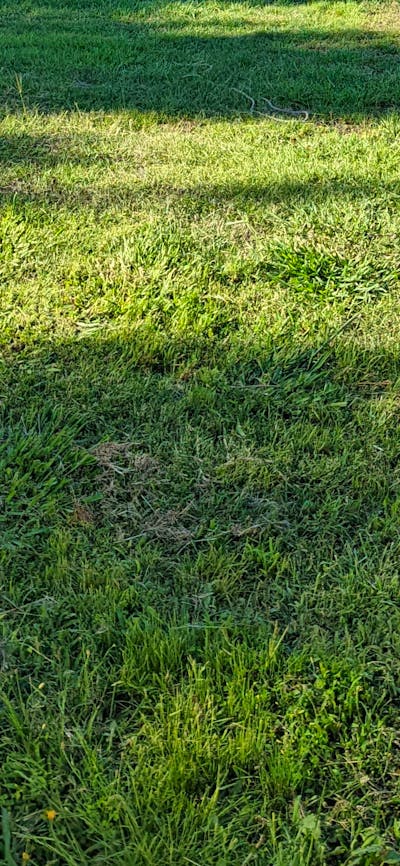 The Hobby Sheep Farm