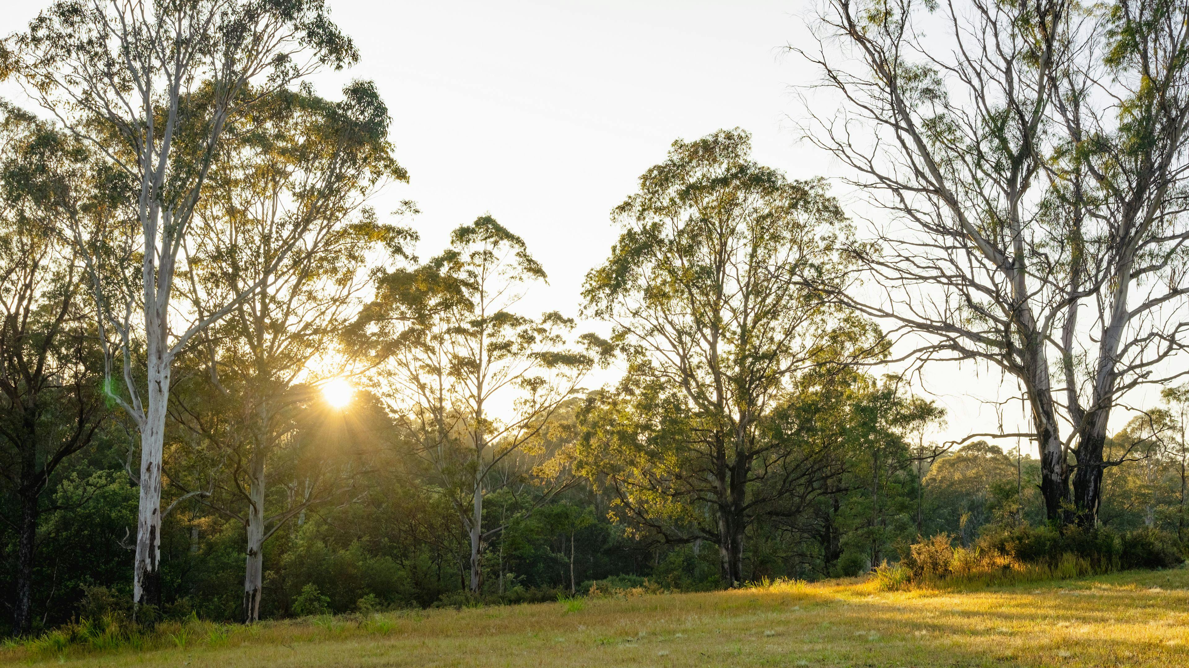 Sunrise