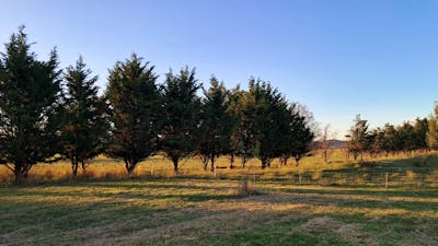 THE MEADOW