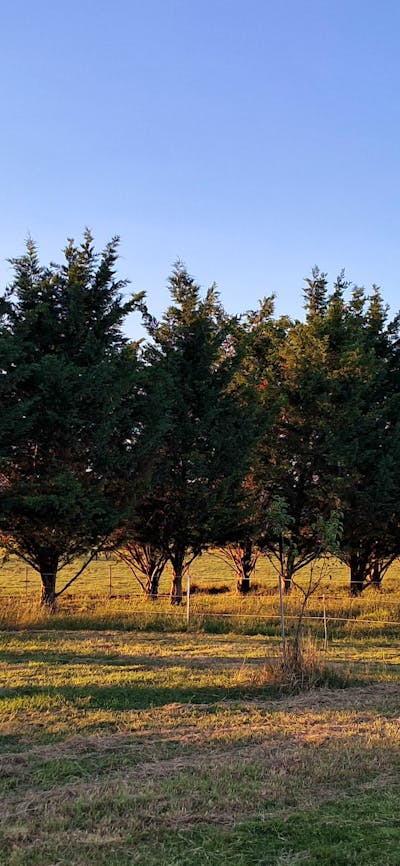 THE MEADOW