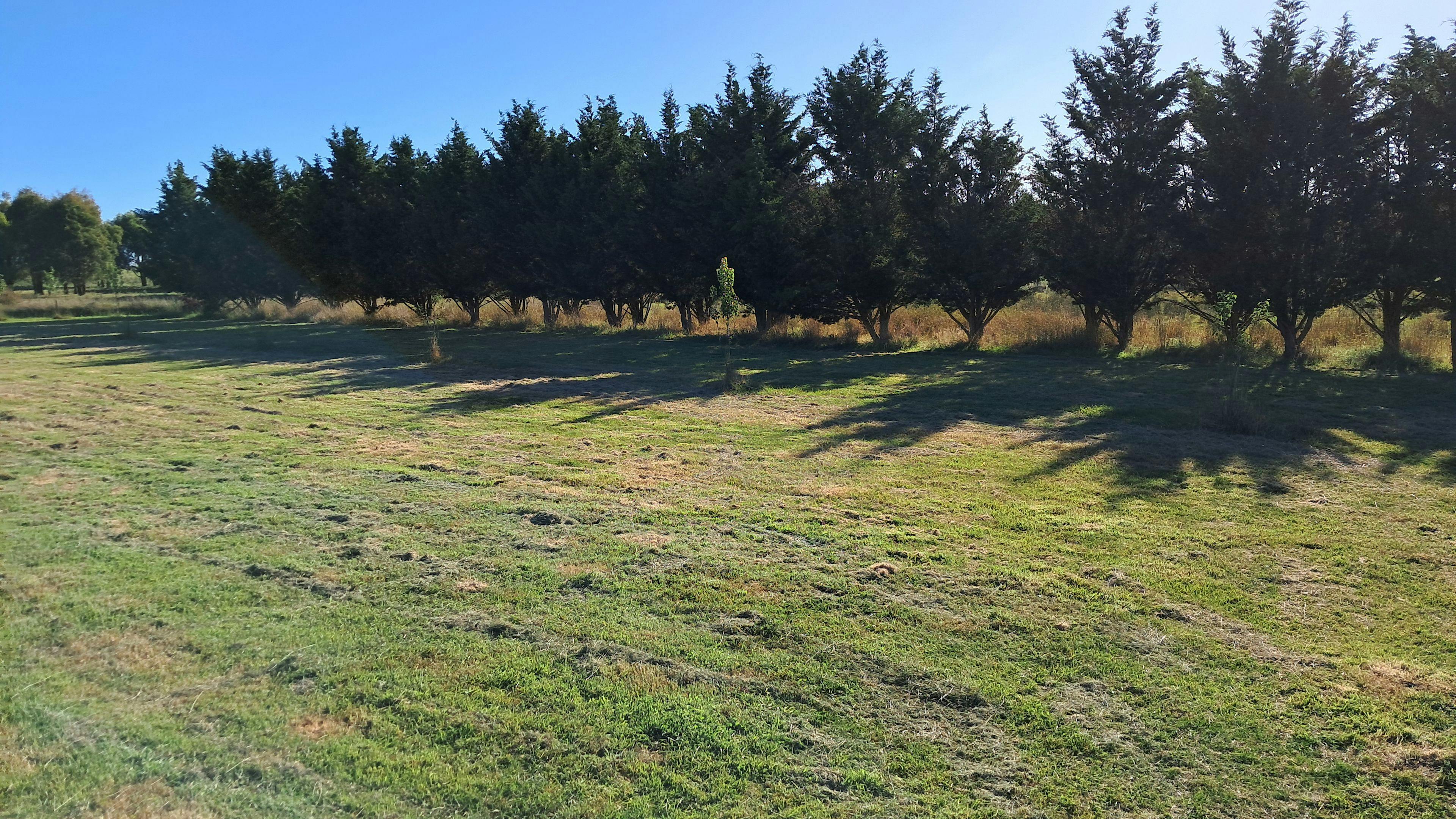 Meadow Road 　牧草地の道 田舎道の静かな牧草地 | NSWの休日と宿泊施設、アクティビティ