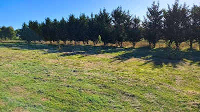 THE MEADOW