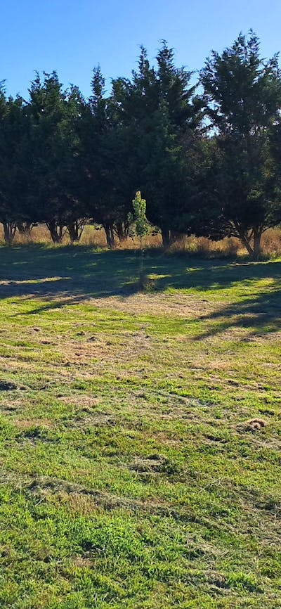 THE MEADOW