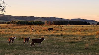 THE MEADOW