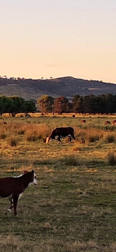 THE MEADOW