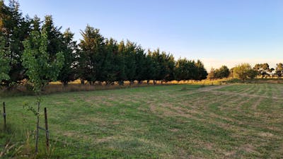 THE MEADOW