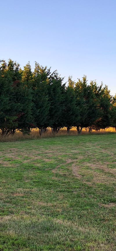 THE MEADOW