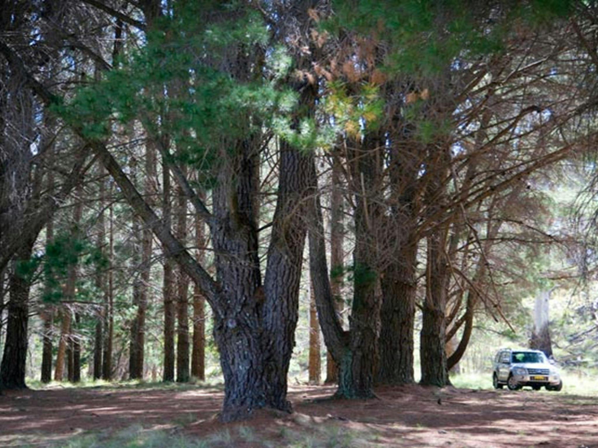 The Pines campground, Coolah Tops National Park. Photo: Nick Cubbin/NSW Government