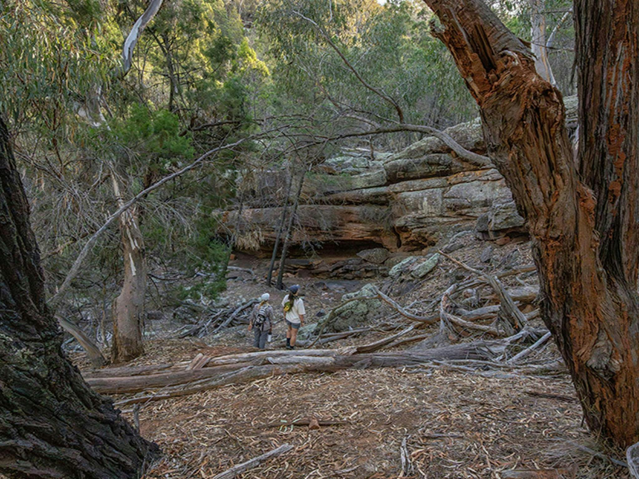 Two people walking through the woodland in The Pines picnic area in Cocoparra National Park. Credit: