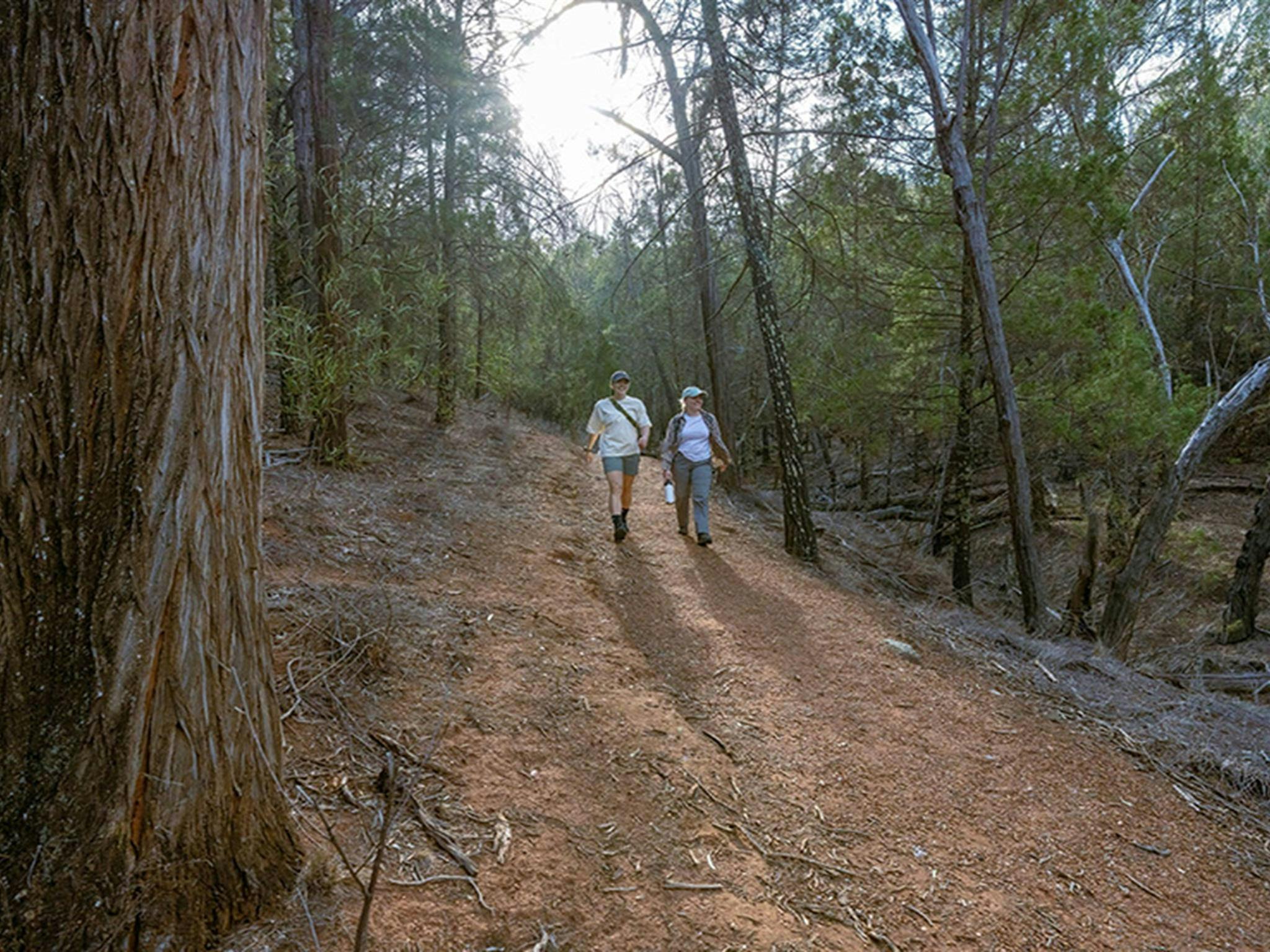 Two people walking along a dirt trail in The Pines picnic area in Cocoparra National Park. Credit:
