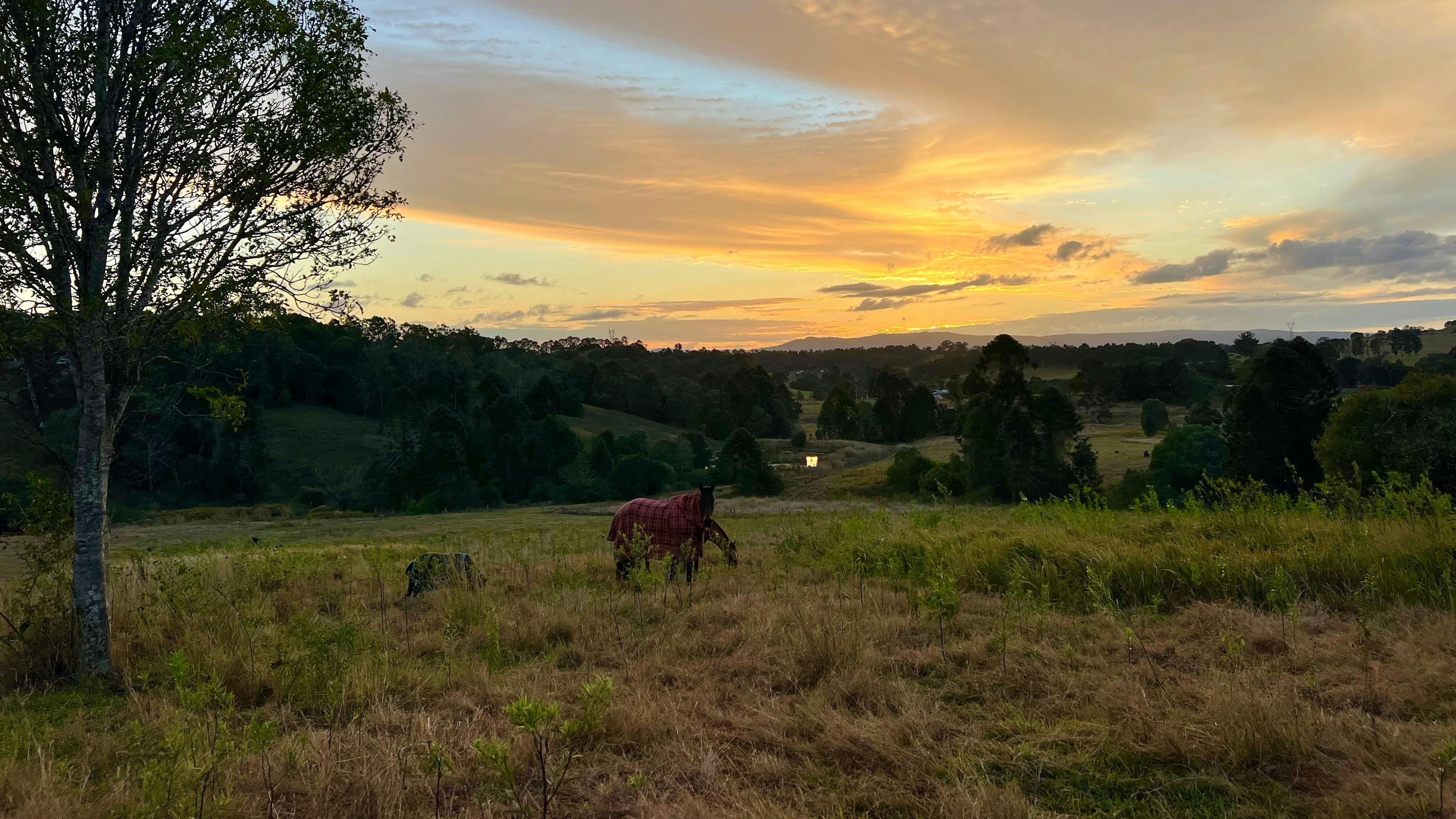 The Rustic Sun