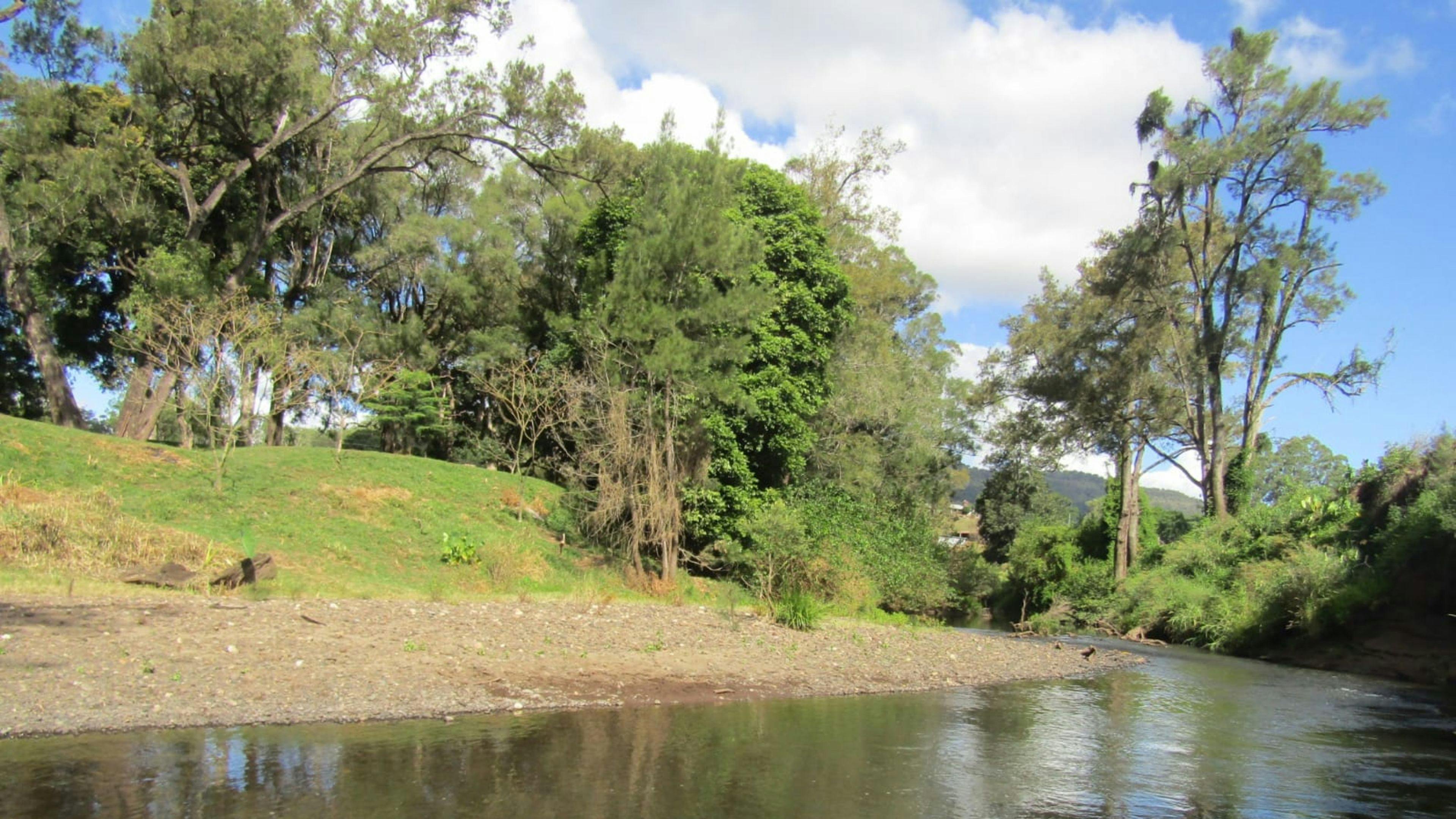 リンチ家のスクラブ