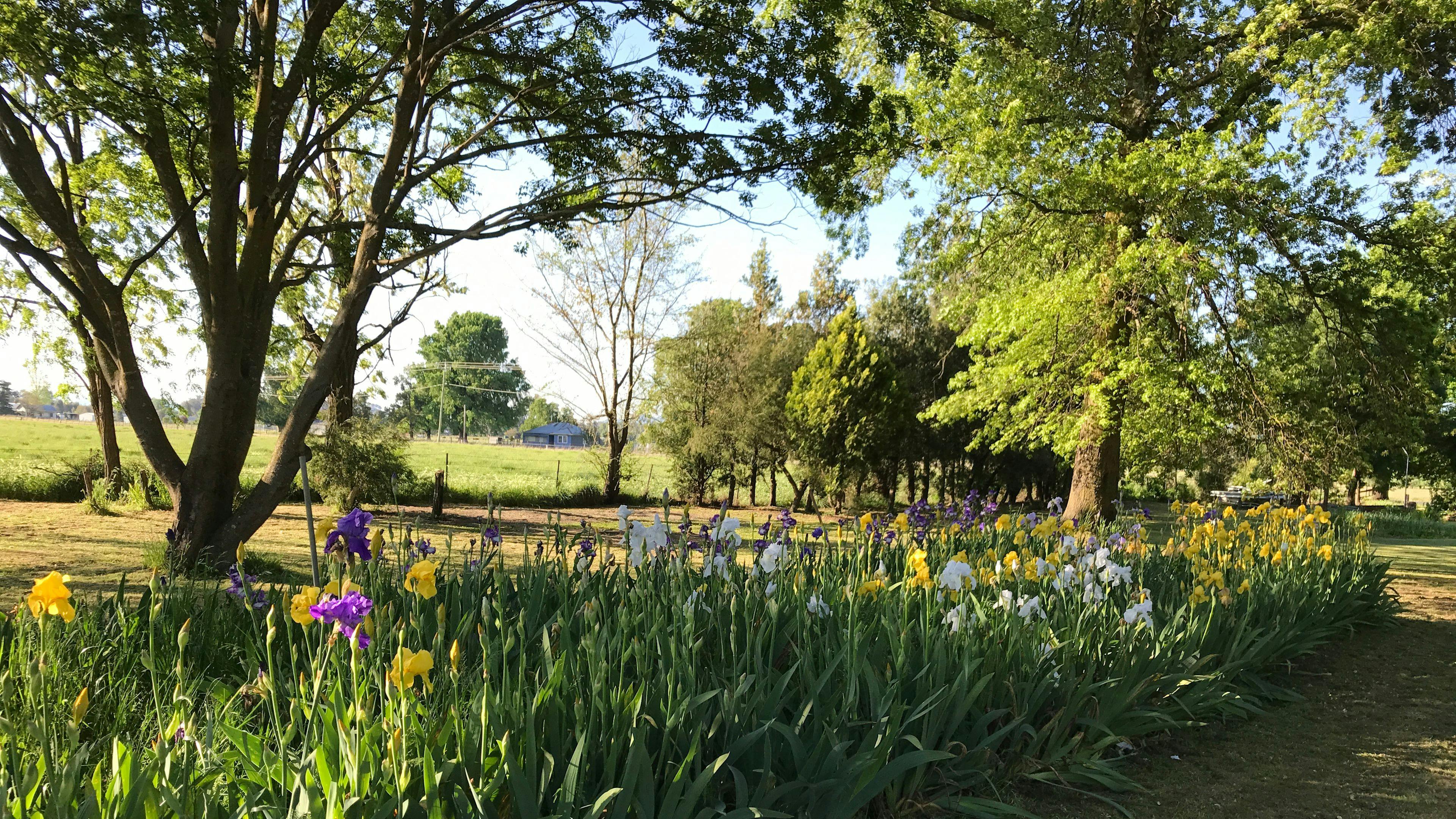 The Violet Farm