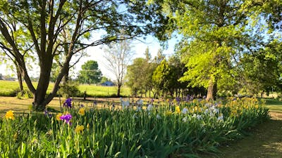 The Violet Farm