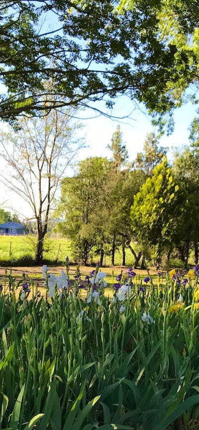 The Violet Farm