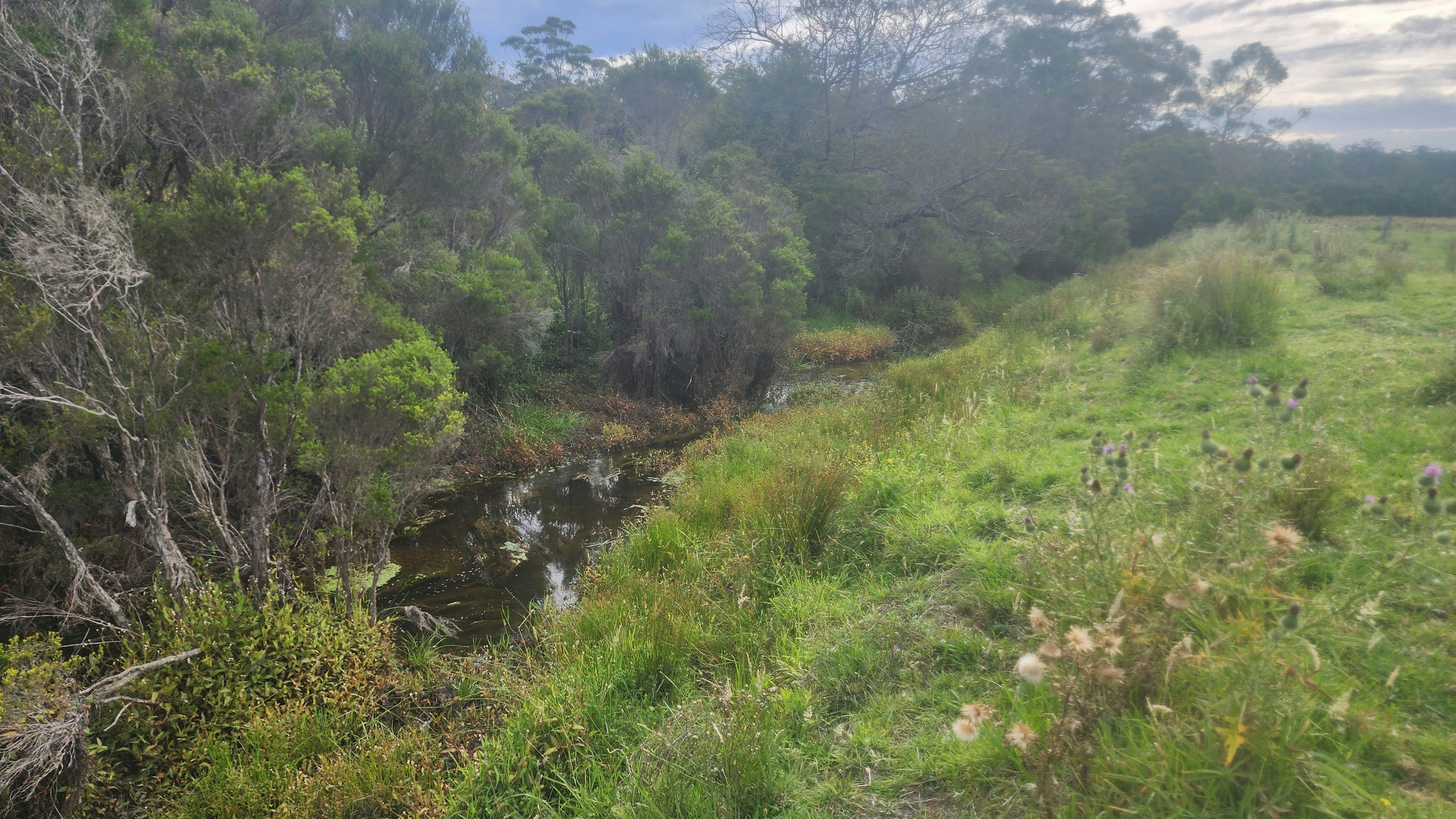 The Stream 