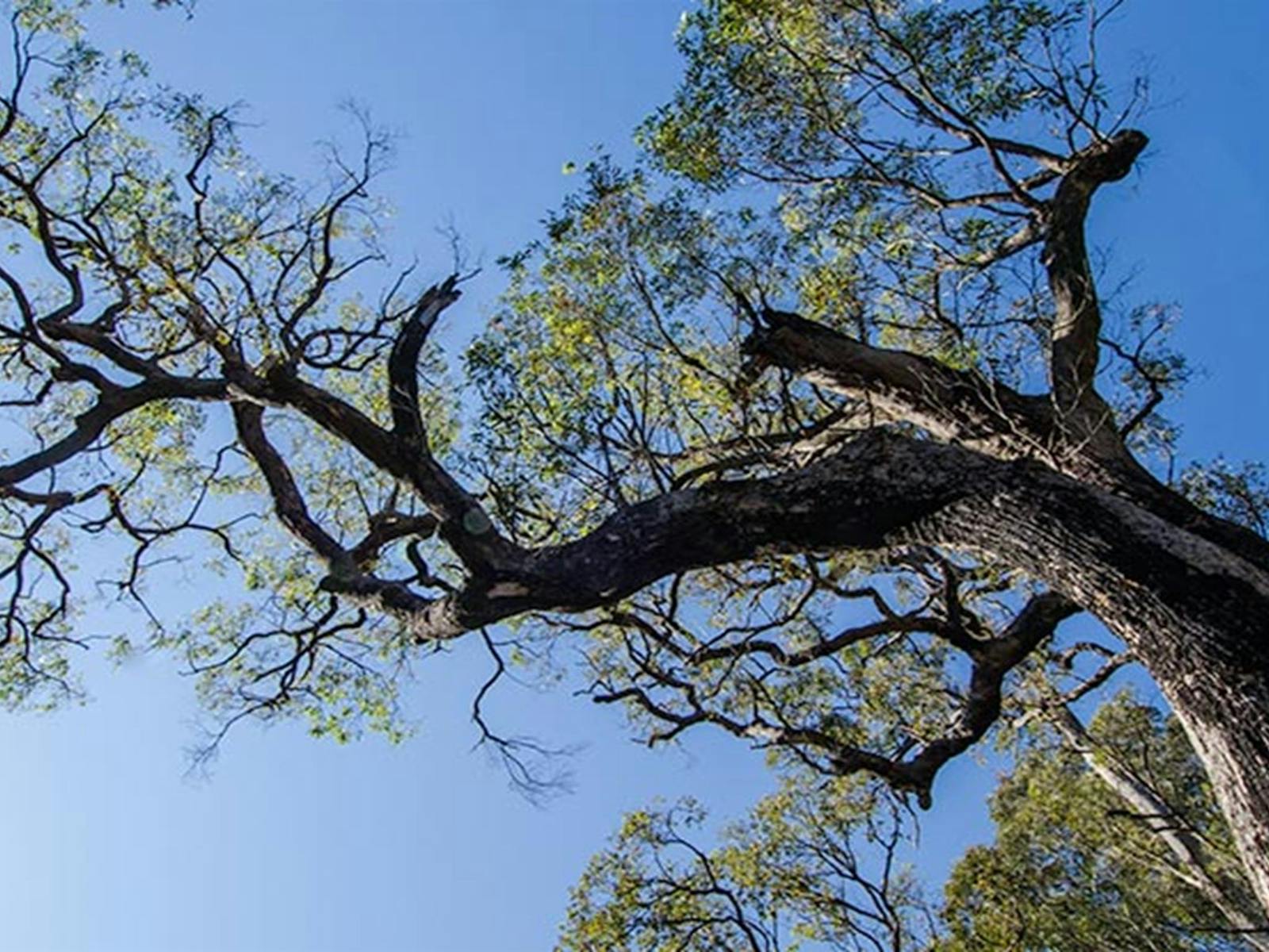 Thirlmere Lakes tree, Thirlmere Lakes National Park. Photo: John Spencer © OEH