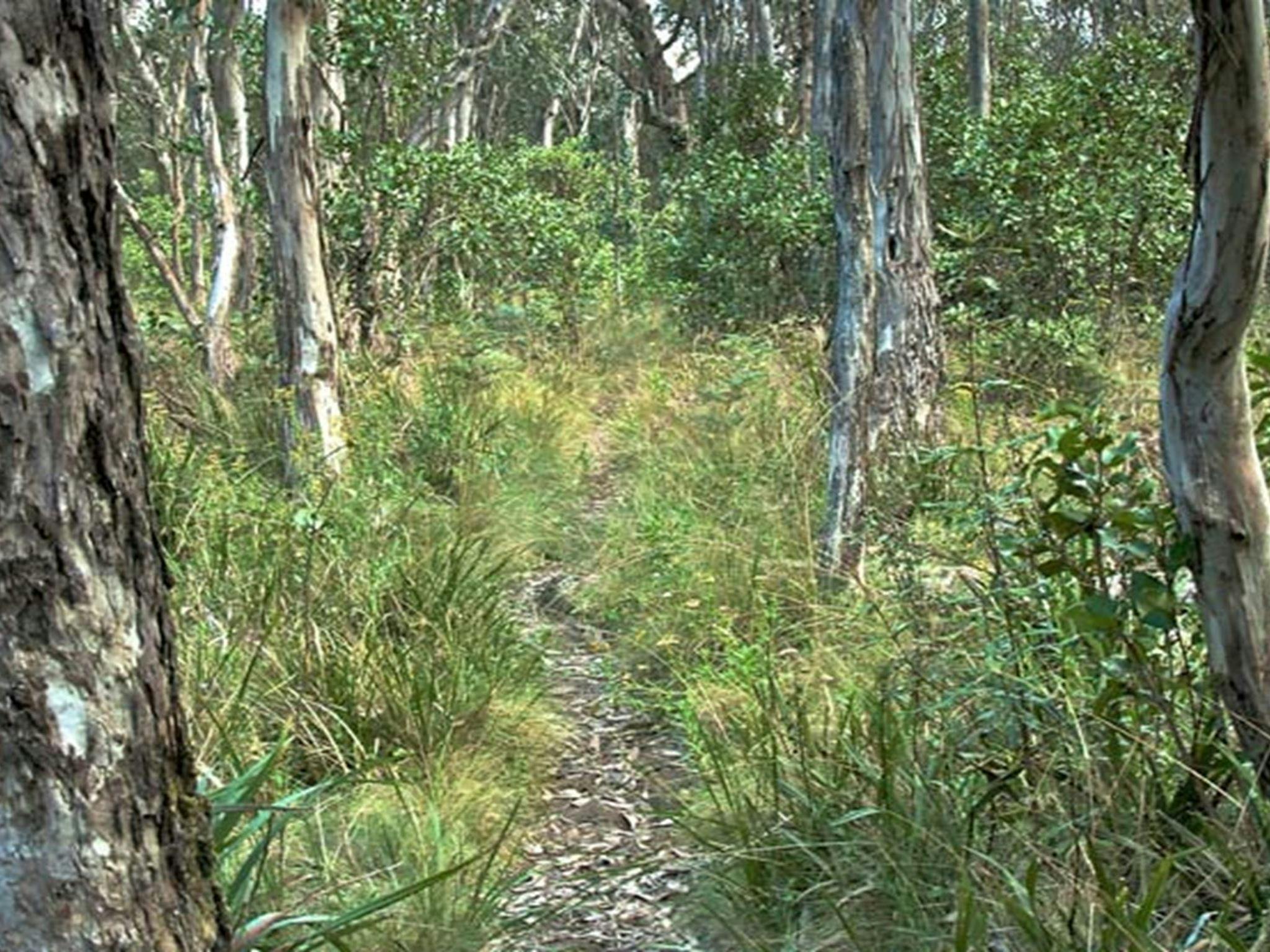 Thunderbolts lookout walk, Barrington Tops National Park. Photo: John Spencer