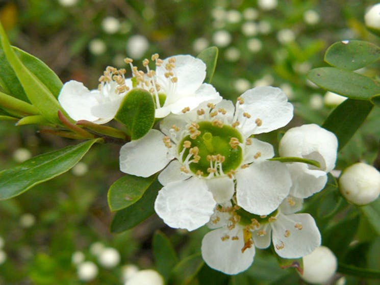 Thungutti campground, tea tree flower, New England National Park. Photo: Barbara Webster/NSW