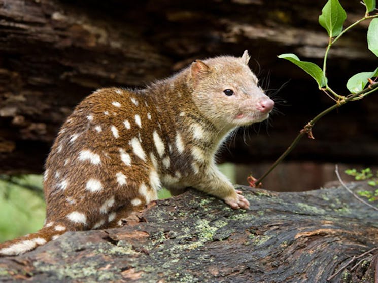 Spotted quoll, New England National Park. Photo: Jim Evans/NSW Government