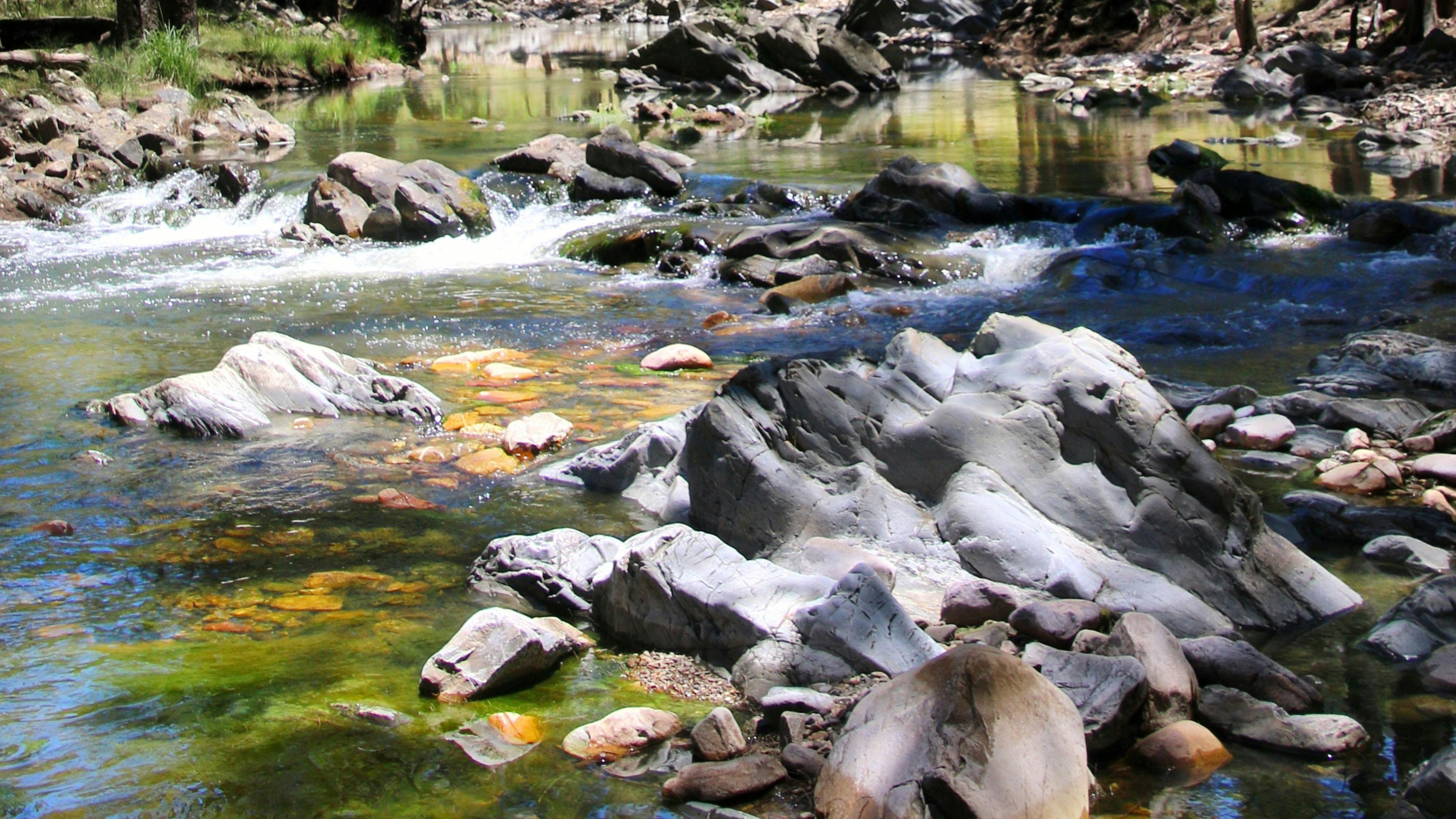 Our creek usually slows down in summer but still has ample swimming holes and places to cool off amongst the fishes. 