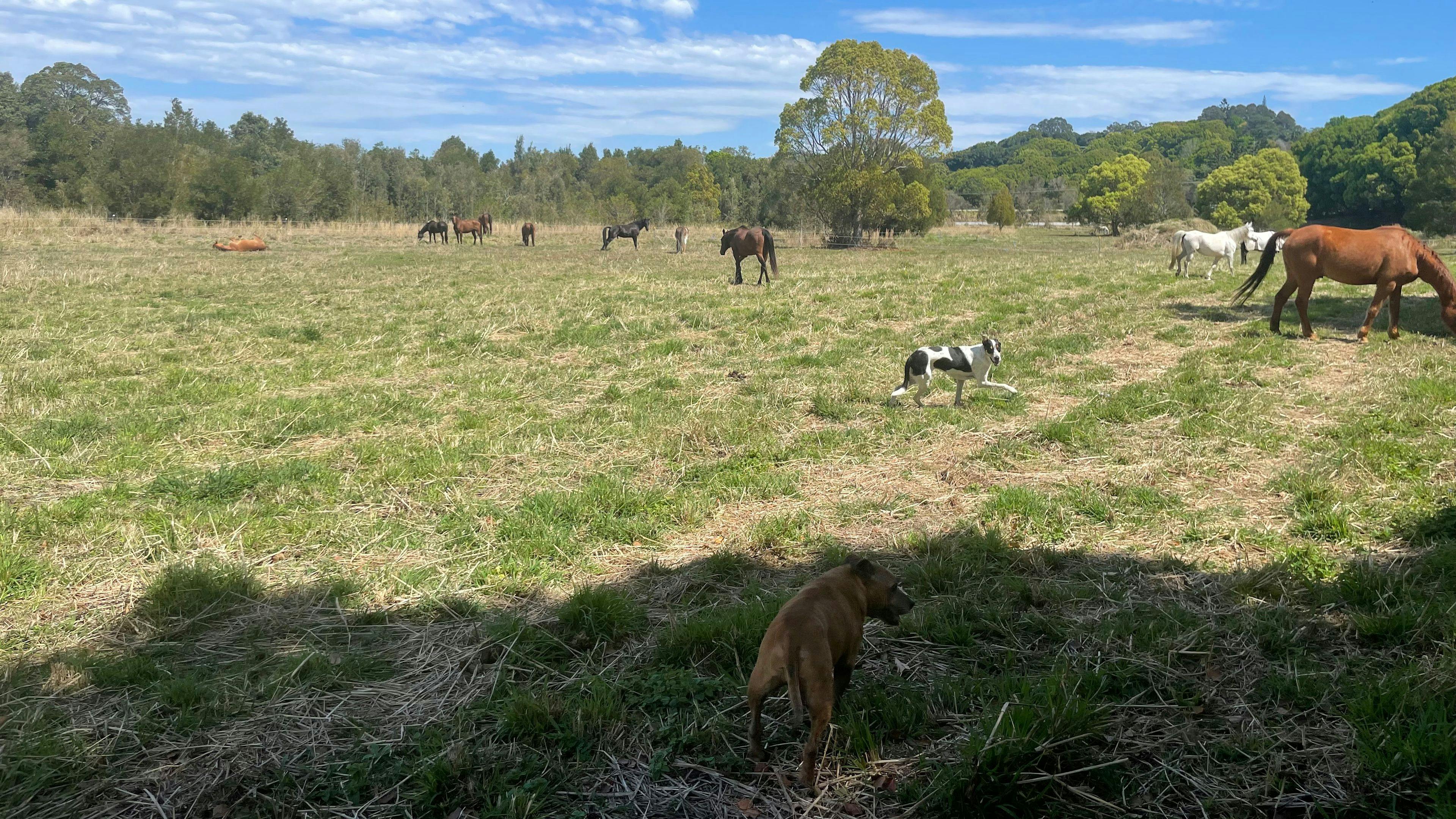 The NORTH EAST field looking towards dam and HWY