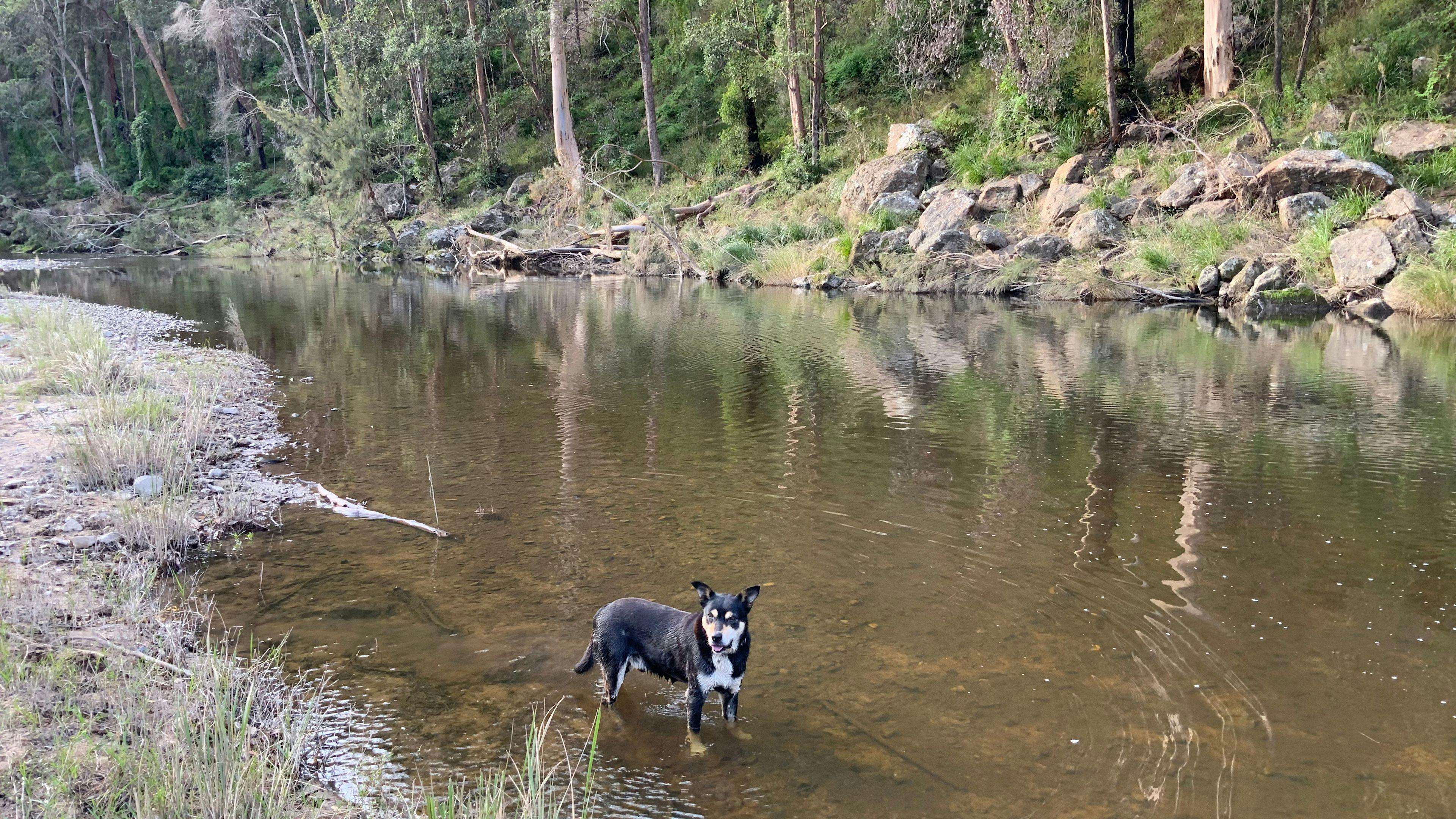 Timbarra River at The Cockatoo campsite with GT. The flood has removed some of the grass along the river edge.