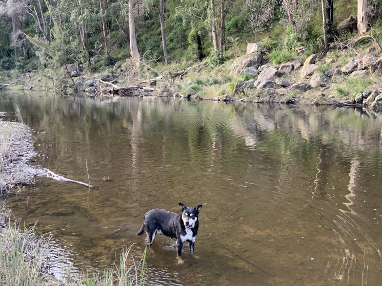 Timbarra River at The Cockatoo campsite with GT. The flood has removed some of the grass along the river edge.