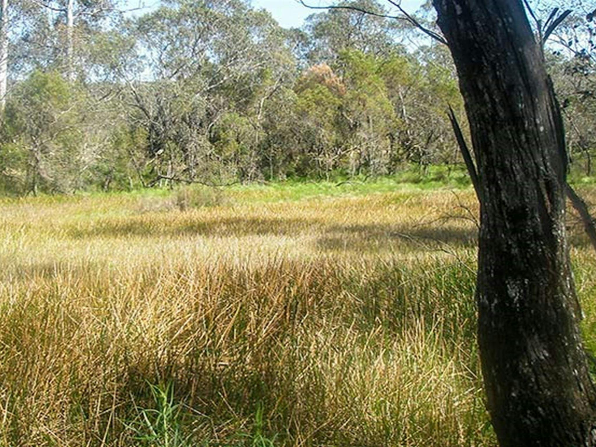 Tin Mines campground, Woomargama National Park. Photo: Dave Pearce/NSW Government