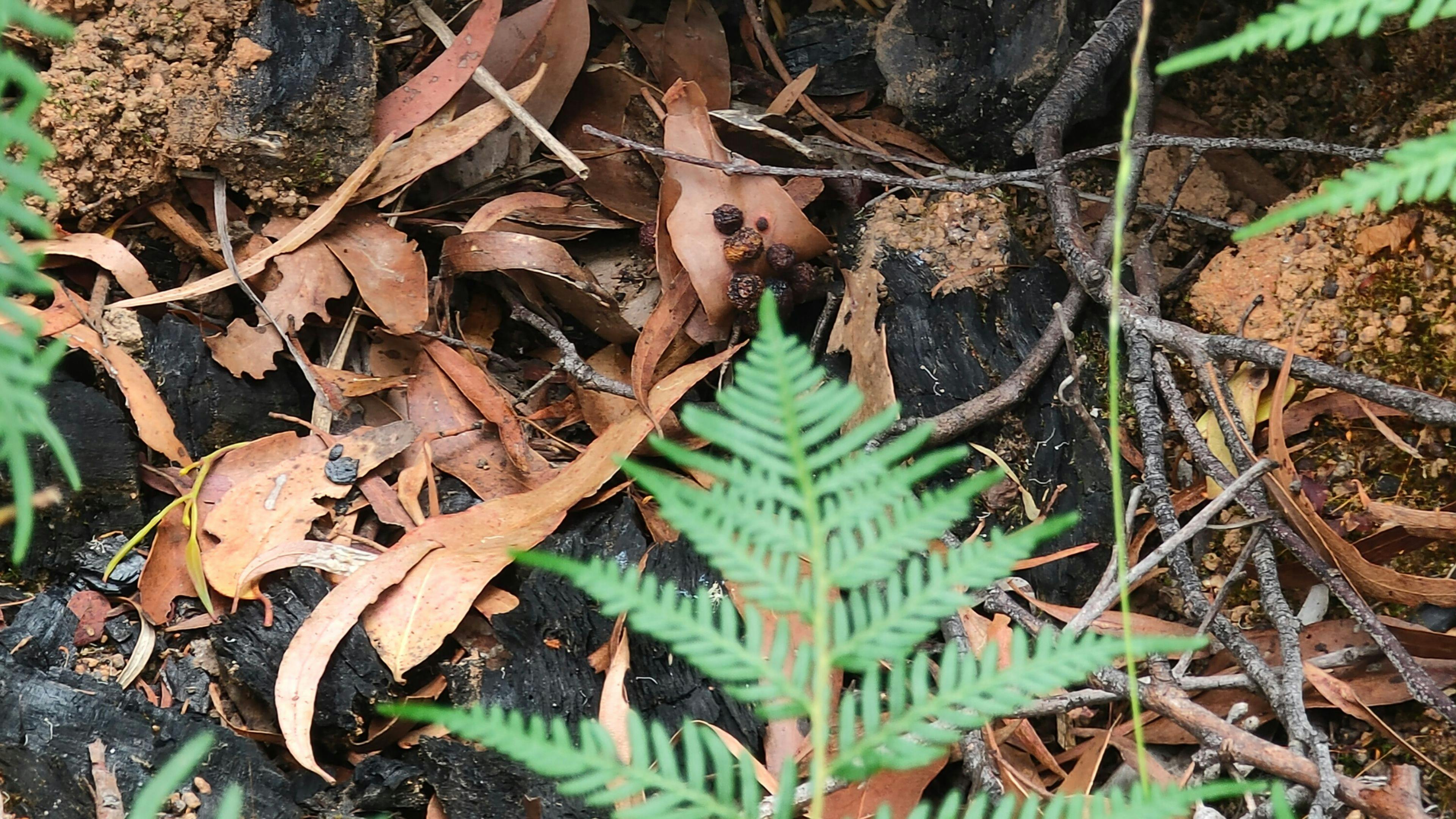 The Forest