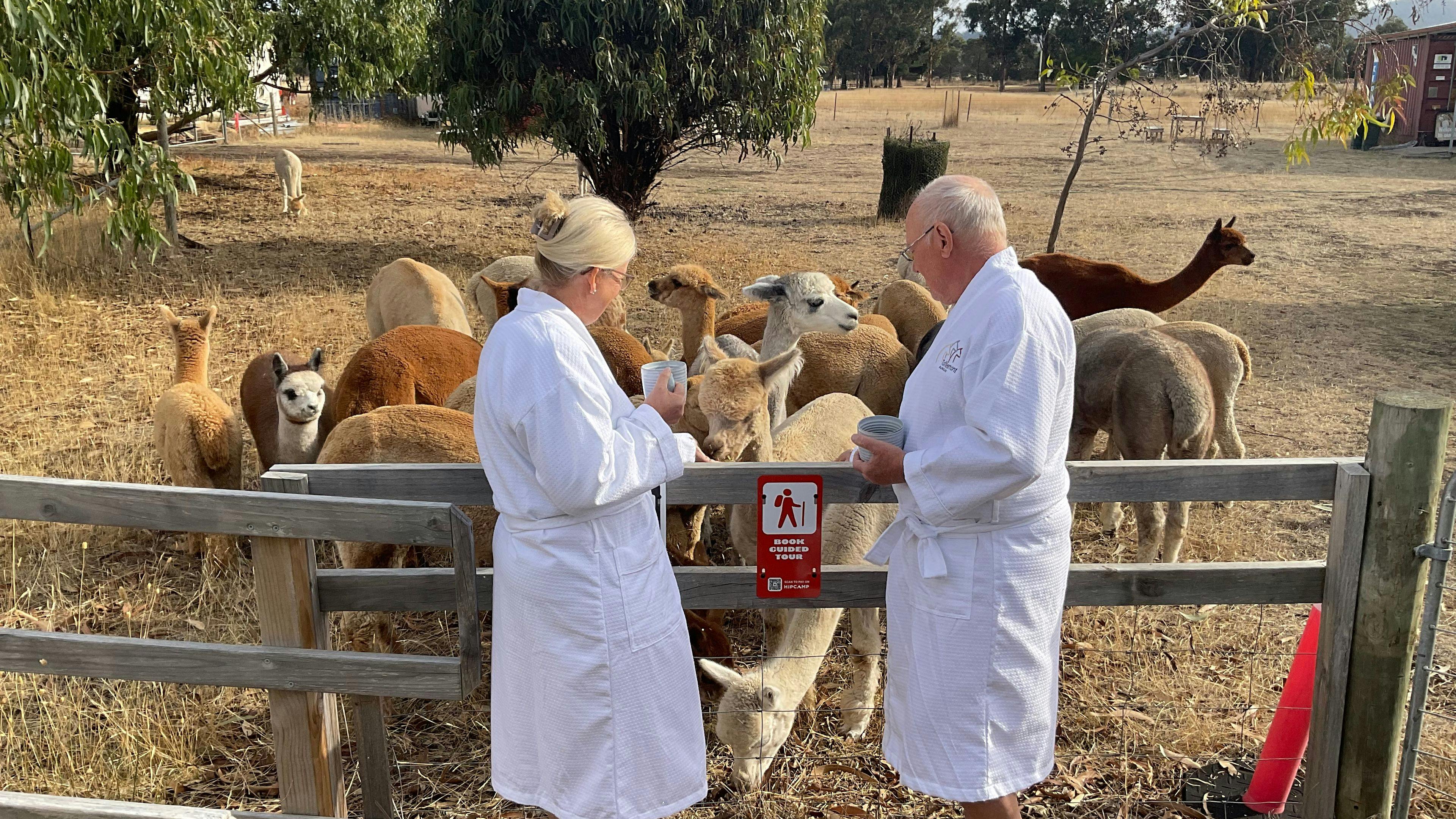 Toffeemont Alpacas