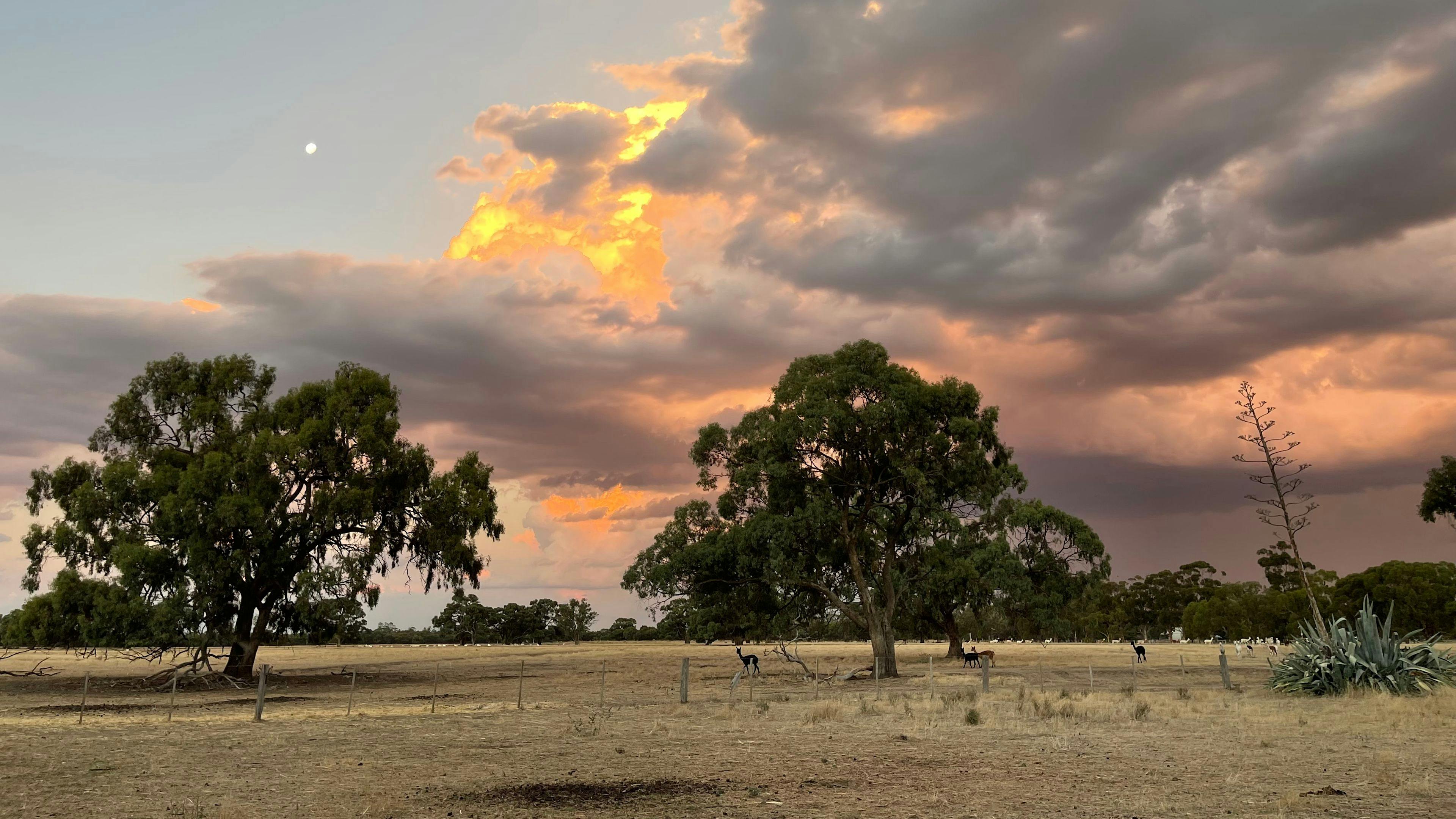 Tom’s Run Alpaca Farm