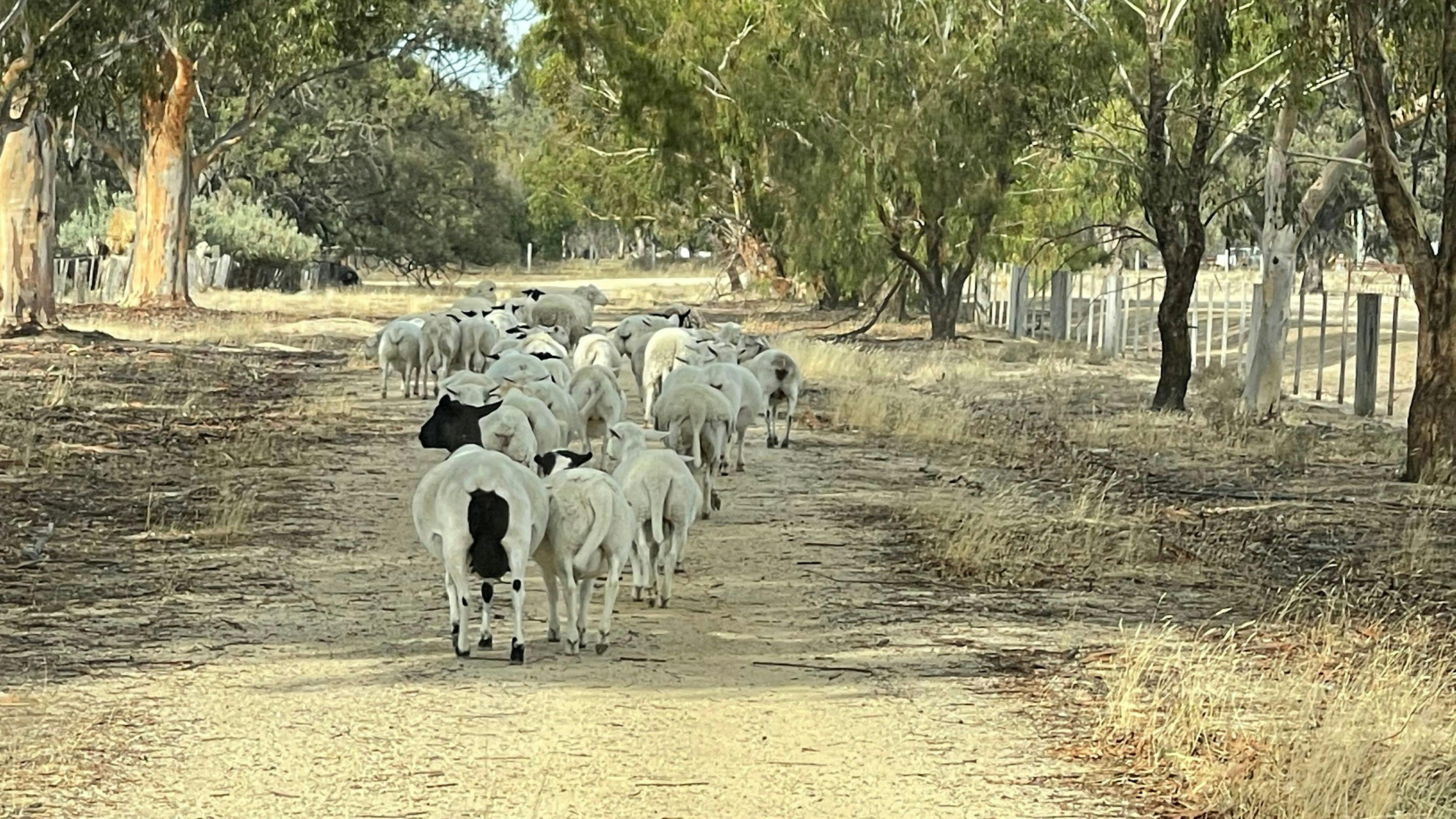 Tom’s Run Alpaca Farm