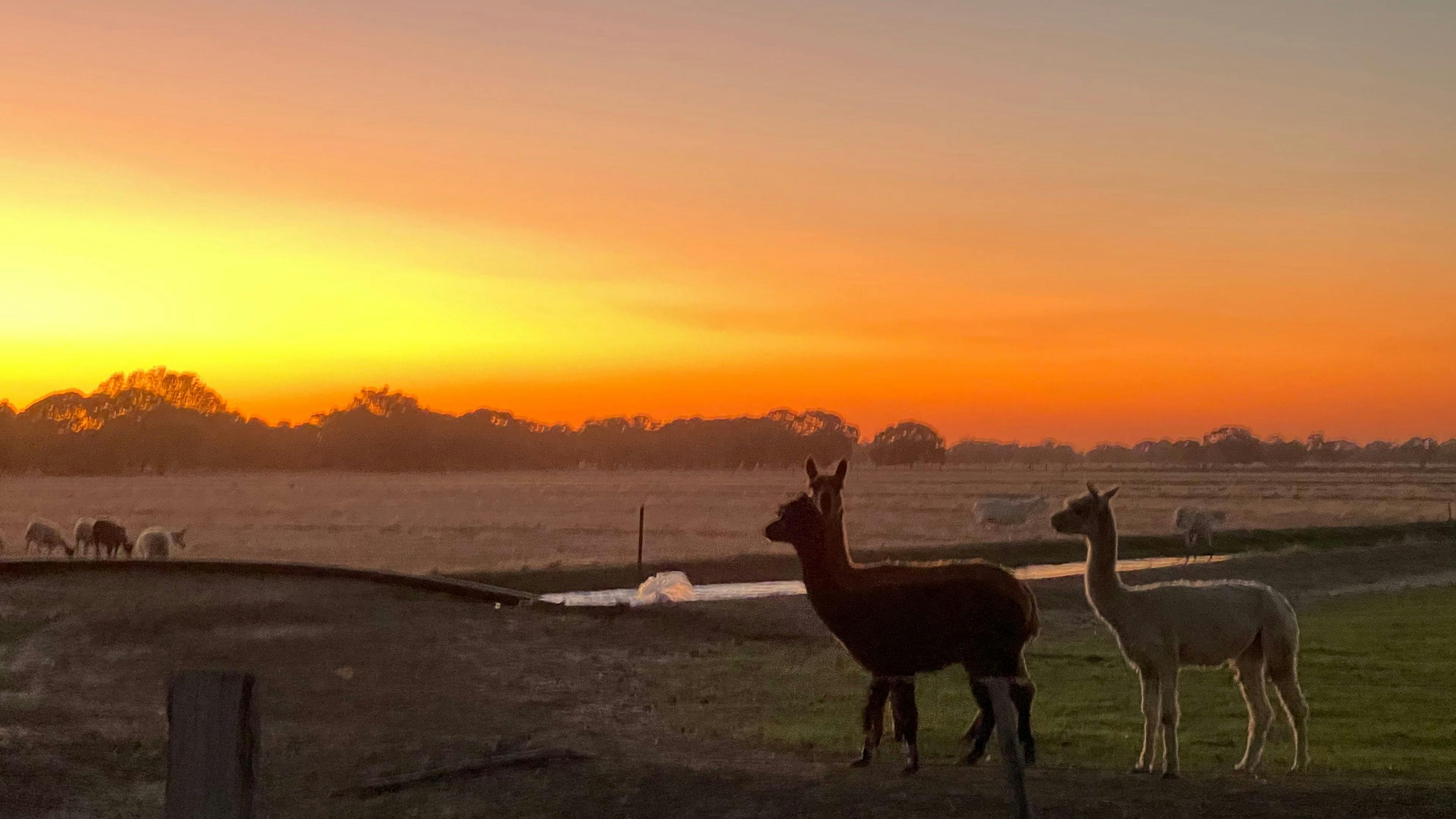 Tom’s Run Alpaca Farm