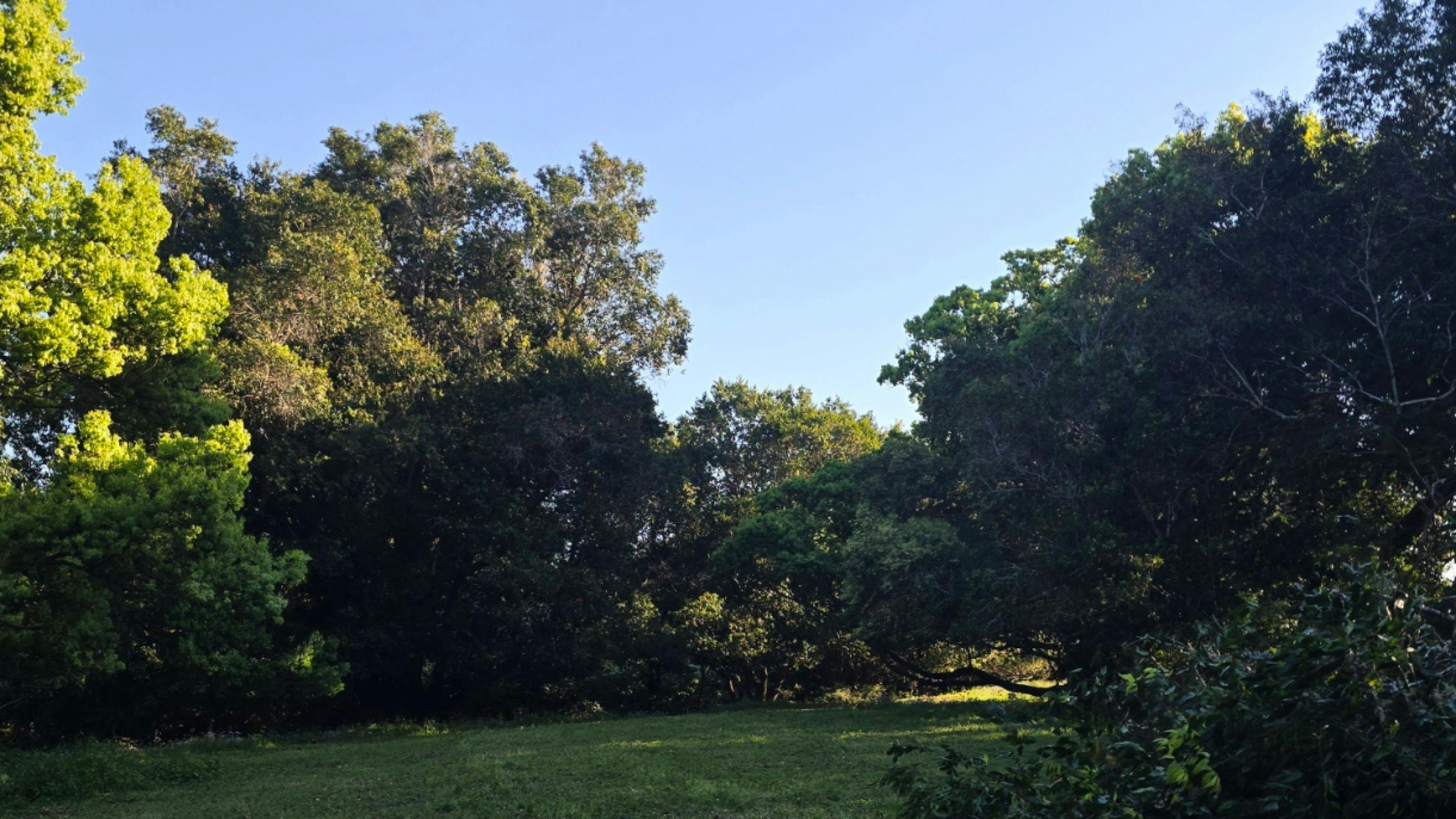 Tomara