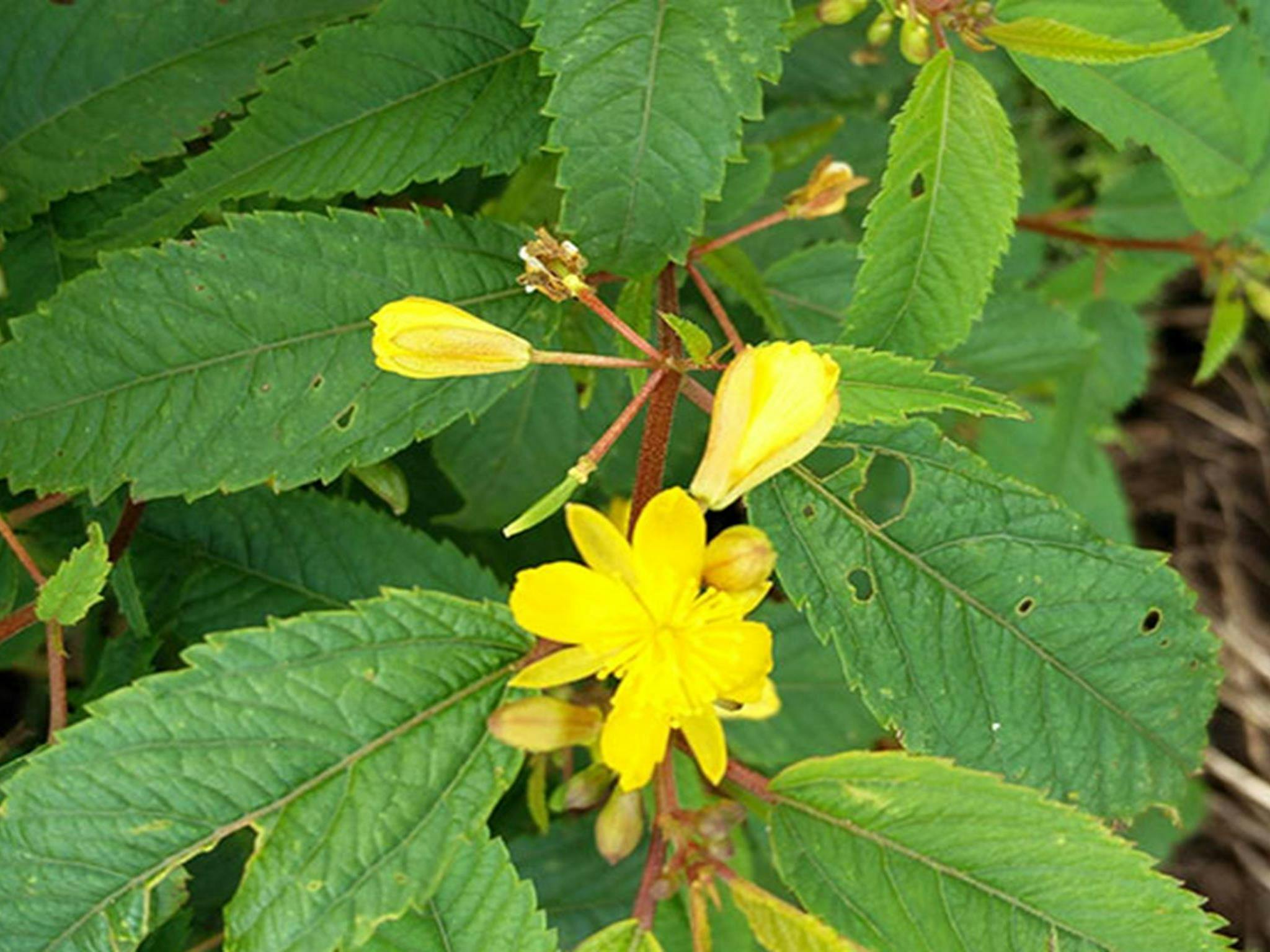 Toonumbar-Nationalpark