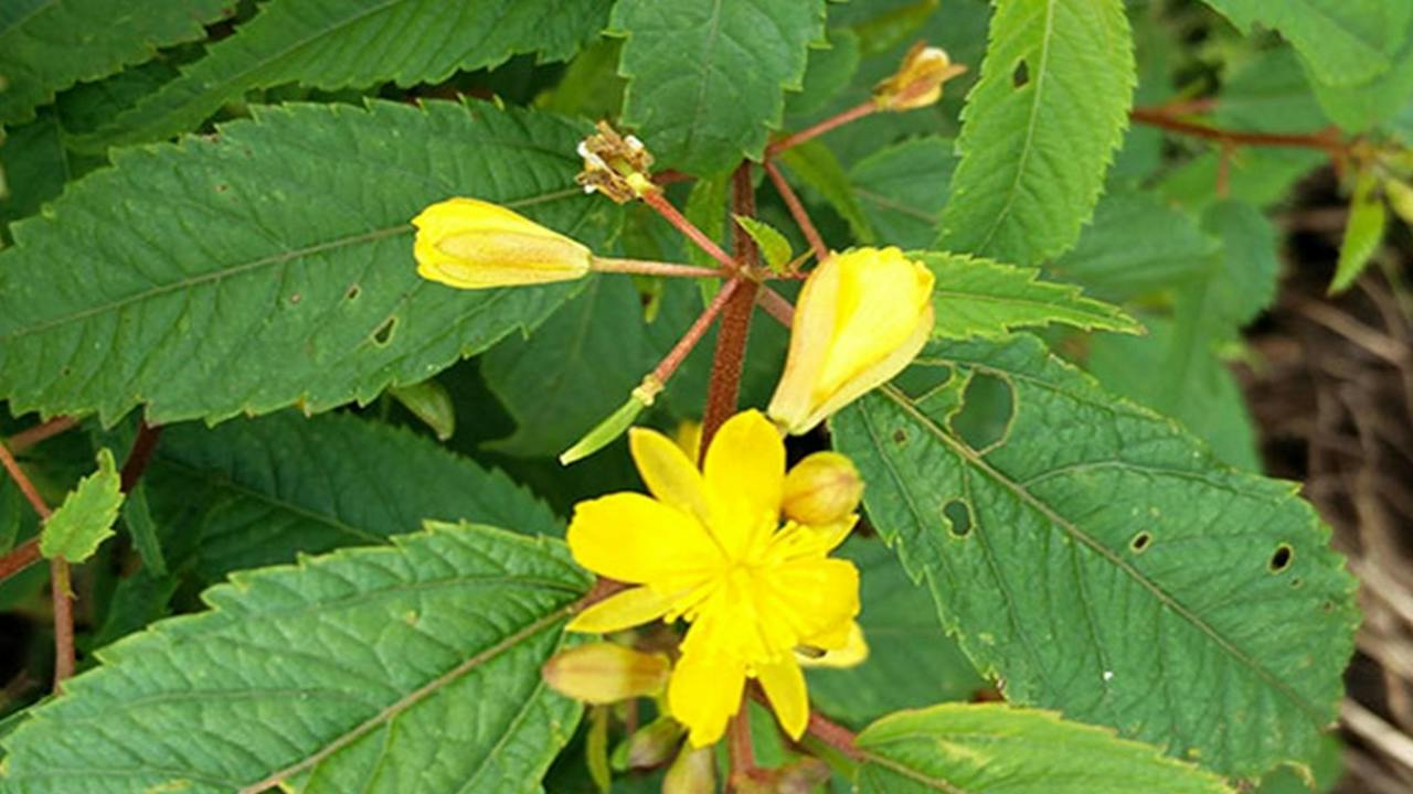 Toonumbar National Park