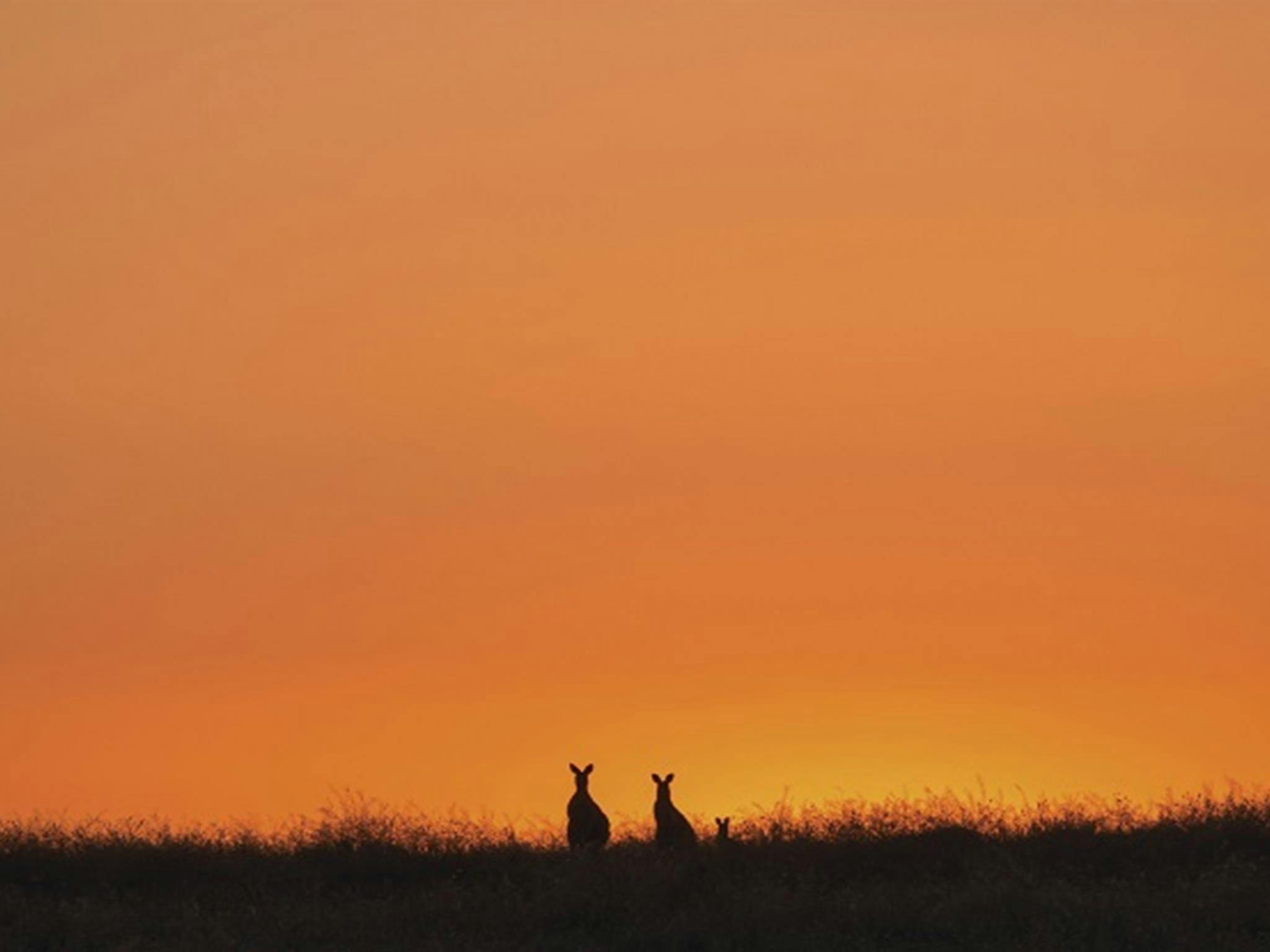 Photo of kangaroo family at sunset, Toorale National Park. Photo: Terry Cooke/OEH