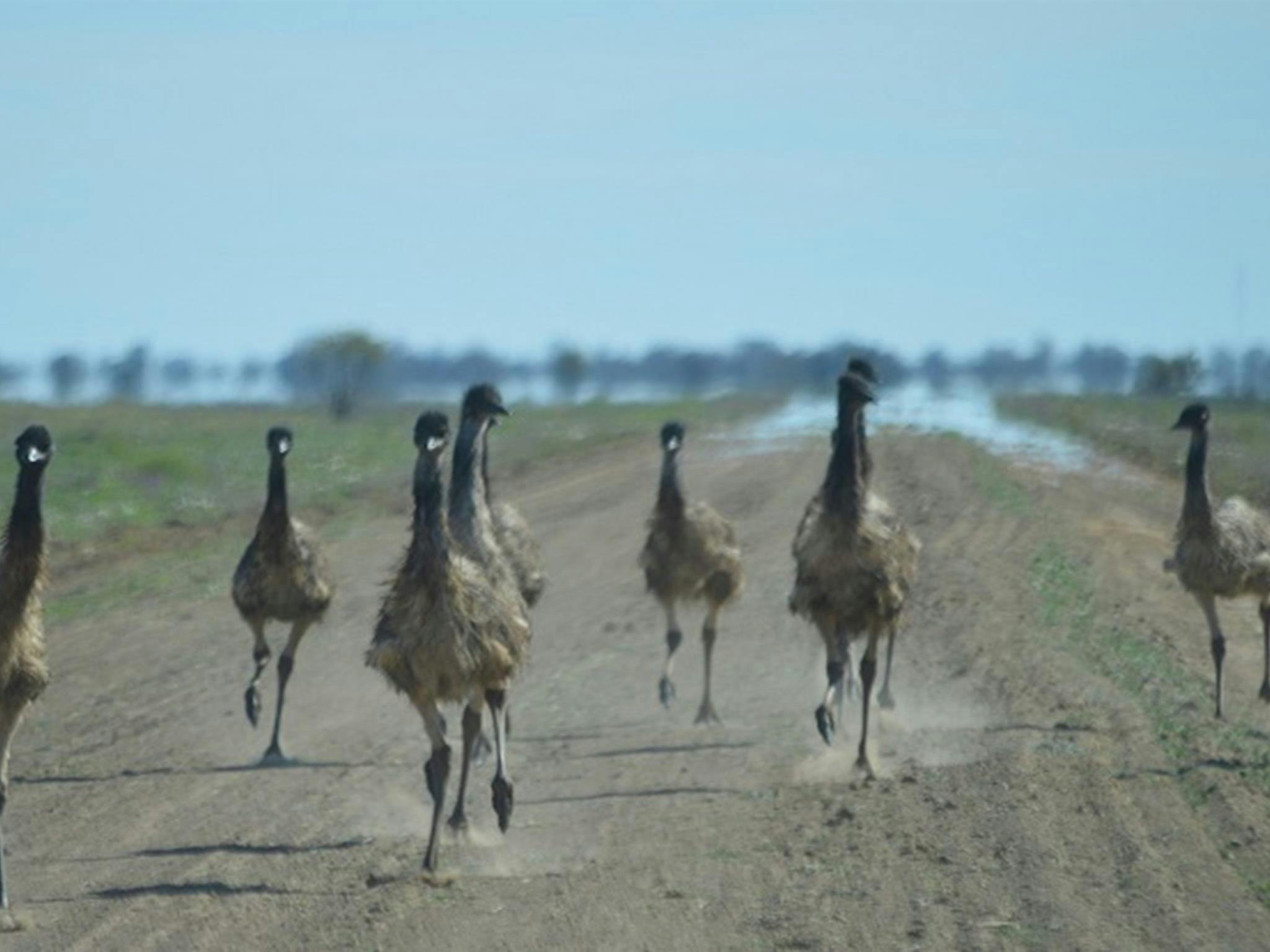 Photo of emus running in a heat haze, Toorale National Park. Photo: D Haskard/OEH