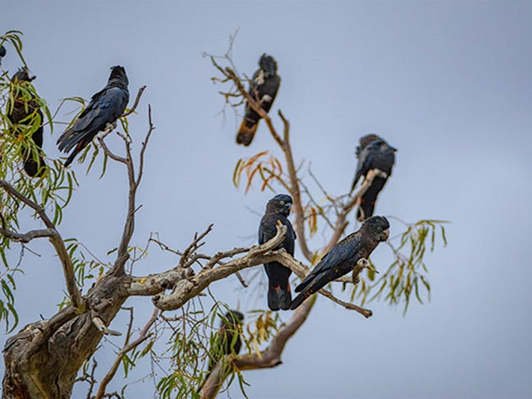 Red-tailed black cockatoos perch in a tree in Toorale National Park. Photo: Joshua Smith/OEH.
