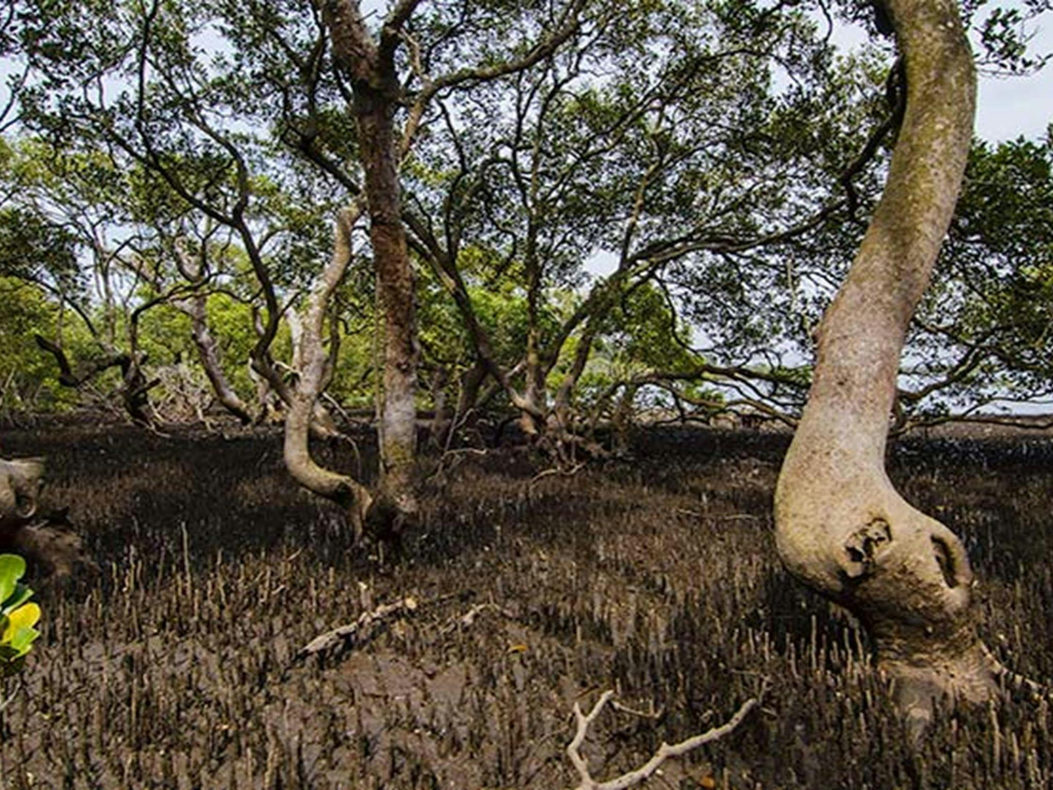 托拉海滩野餐区，托拉角自然保护区。照片：John Spencer © OEH