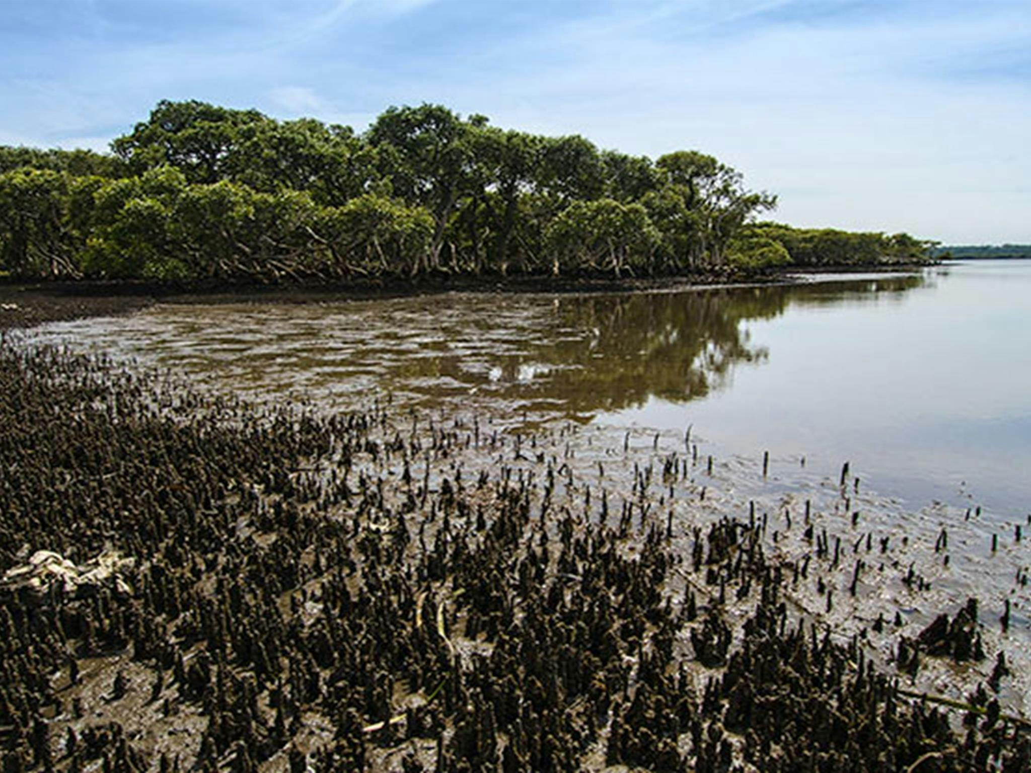Mangroves, Towra Point Nature Reserve. Photo: John Spencer/NSW Government
