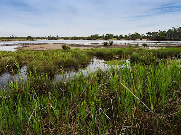 Wetlands, Towra Point Nature Reserve. Photo: John Spencer/NSW Government