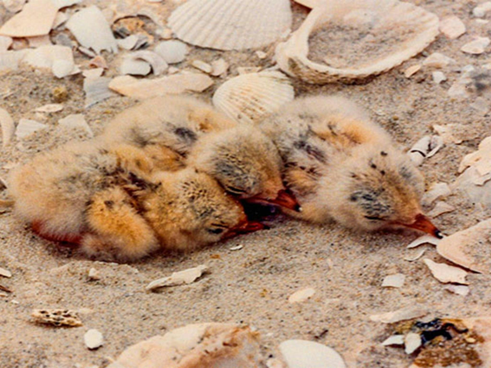 Little tern chicks are vunerable to attack by dogs, foxes and other predators in their first weeks